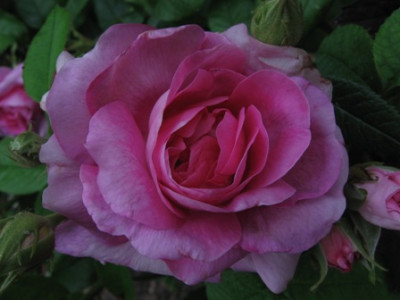 Jenny_Duval_1111.jpg