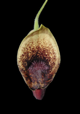 Aristolochia pontica 1.JPG