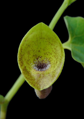 Aristolochia iberica 4.JPG