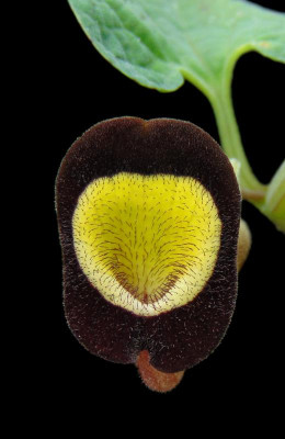 Aristolochia steupii.JPG