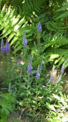 DSCN4574.JPG