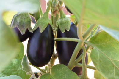 aubergine 003.JPG