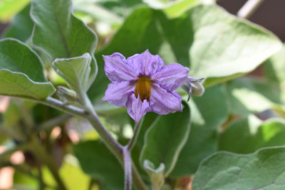 aubergine 001.JPG