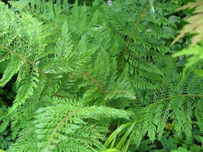 Green_Lace.jpg