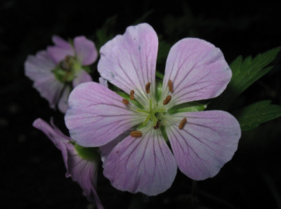 Geranium_maculatum_01.jpg