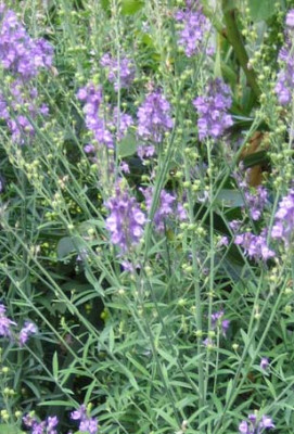 Blume070617.jpg