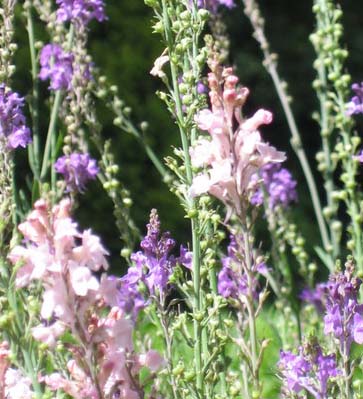 Blume0706171.jpg