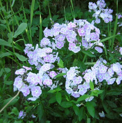 Phlox_Prospero1.jpg