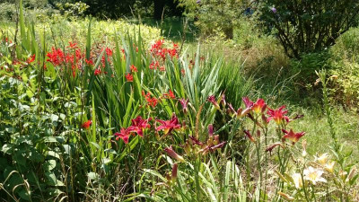 Crocosmia Lucifer Hem Sachsen Samtkleid DSC_0018.JPG