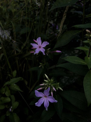 7706DF77-97A9-422A-BC5A-E442065CCF59.jpeg