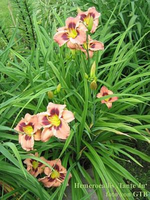 Tante_Ju_5626_r11.jpg