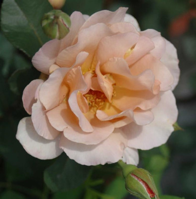 A4263a_Large.JPG