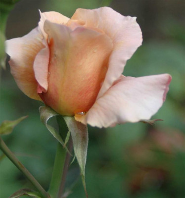 A4265a_Large.JPG
