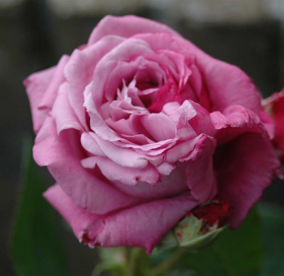 A4267a_Large.JPG