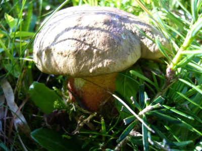 falscher__Satansrohrling.Boletus_Splendidus_.JPG