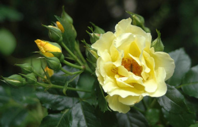 A4252a_Large.JPG