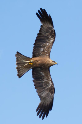 DSC_8497-1.jpg