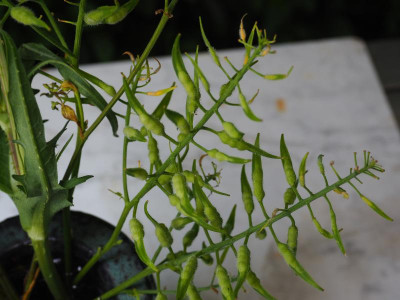 welche Brassicacea P7180056.JPG