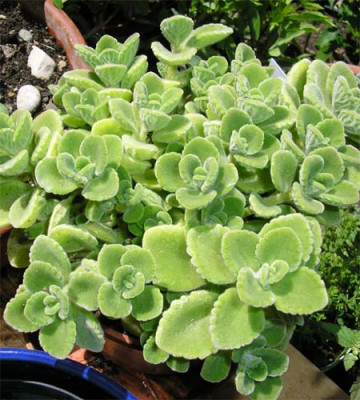 Oreganum.JPG