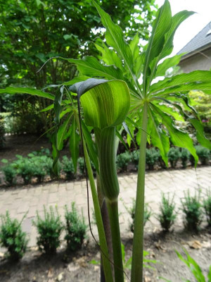 Arisaema consanguineum Juli 2019.JPG