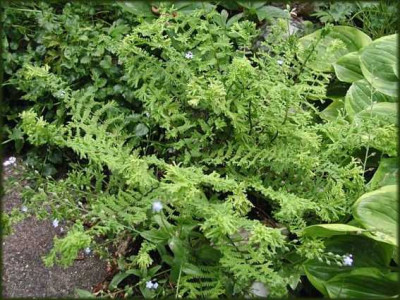 Athyrium_filix-femina_Grandiceps.JPG