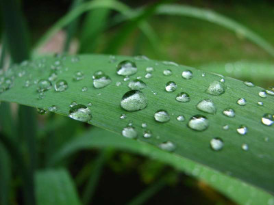 Tropfen_auf_Blatt_2.jpg