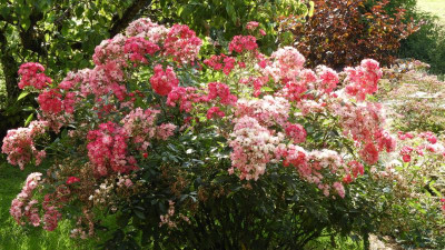 DSCN4577.JPG