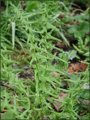 Athyrium_f.f.Pseudovictoriae_Vx.JPG