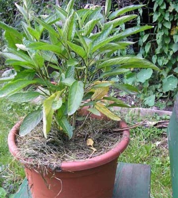 pepino4.JPG