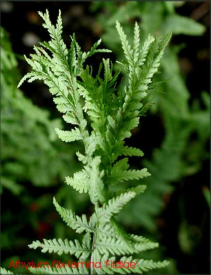 Athyrium_filix-femina_Fildiae.JPG