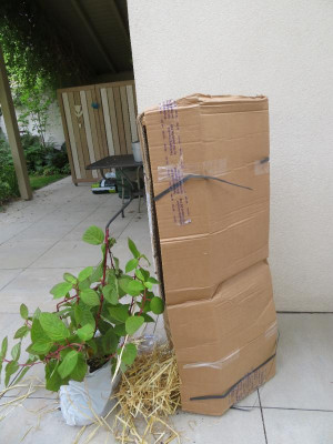 2019_07_EarlySensationVerpackung.png