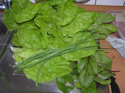 ernte170607.jpg