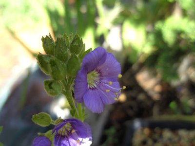 BILD0656.JPG