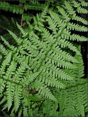 Athyrium_filix-femina_Minutissima.JPG