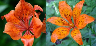 Lilium_bulb-umb.jpg