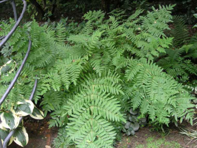 Osmunda_regalis.jpg