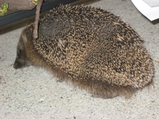 igelchen1.jpg
