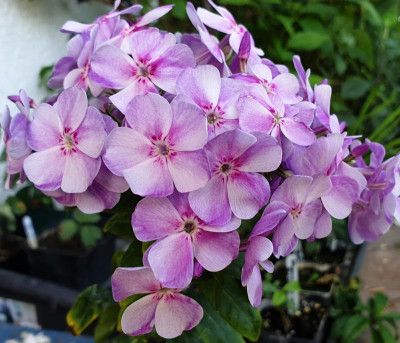 20190720_154236.jpg