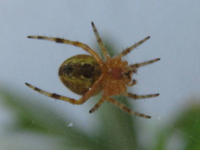 hapstier5.jpg