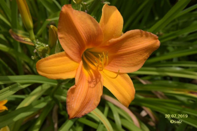 Budbuilder Strelau Orange 2019.jpg