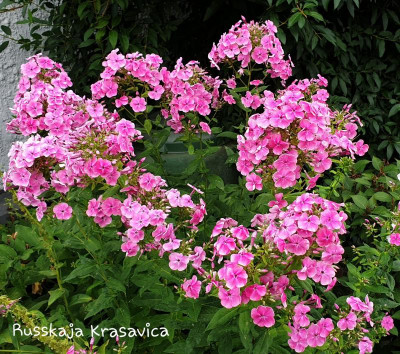 20190720_191131.jpg