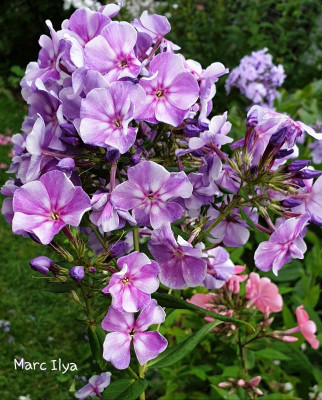20190720_191339.jpg