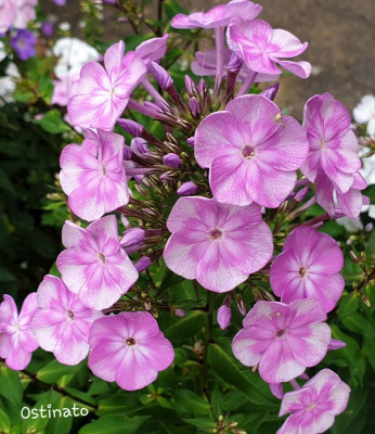 20190720_190242.jpg