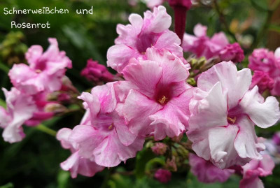 20190720_191517.jpg