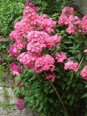 DSC06601.JPG
