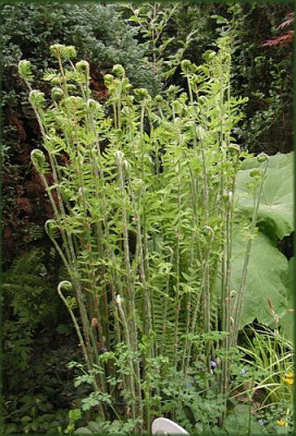 Osmunda.JPG