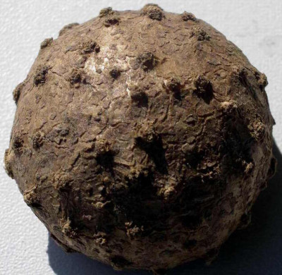 Gymnospermium_albertii_2007-06-17.JPG