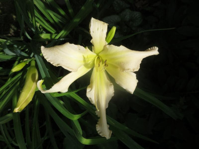 Gentle Trade Winds_8402.JPG