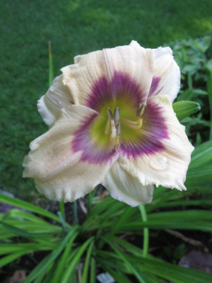 Feinsliebchen_8392.JPG