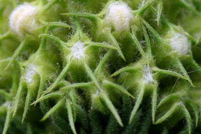 Phlomis-Makro.jpg
